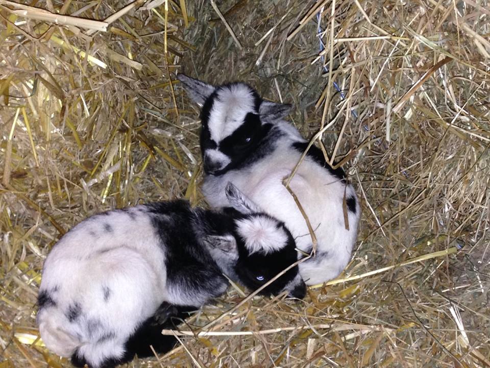 jonge geitjes op Schurenhof, Klein Geluk Roerdalen